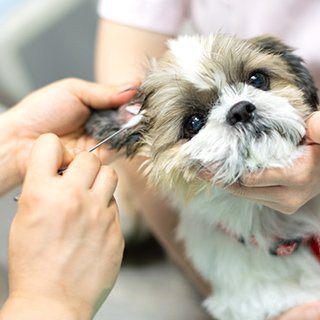 インタビュー動画の概要